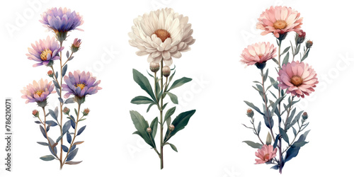 Set of three aster flowers, Vintage botanical 