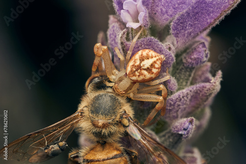 A spider eating bee perched on a violet flower