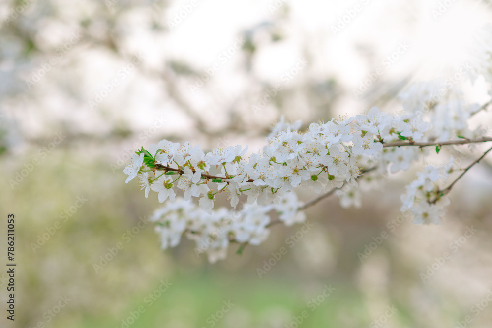 Spring background, White flowers, green tree leaves on blurred background Spring background, White flowers, green tree leaves on blurred background