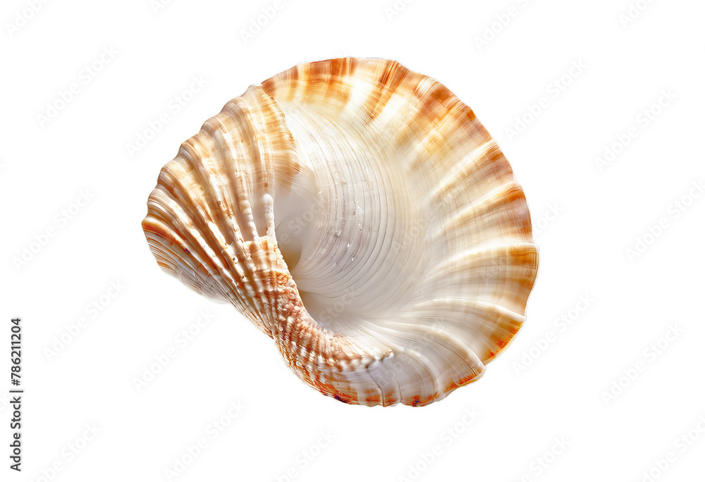 seashell isolated on white background seashell isolated on white background