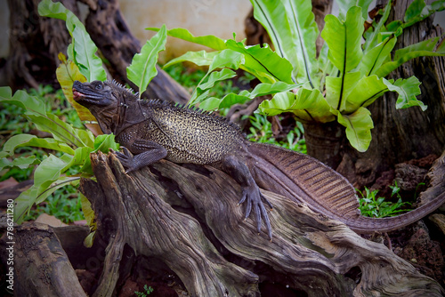 lizard on a tree