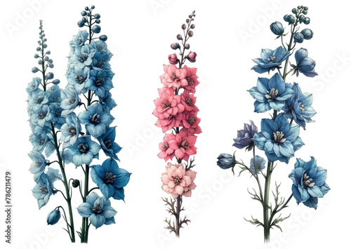 Set of three delphinium flowers, Vintage botanical photo