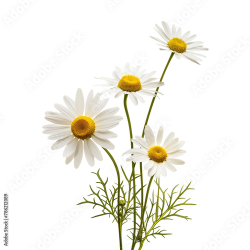 Daisy flower isolated on a white background