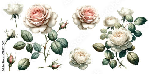 Collection of white roses with leaves