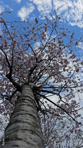 Wallpaper Mural Delicate pink sakura in full bloom. Beautiful petals against the blue sky. Spring nature, bloom, beauty, macro. Bright pink flowers on tree branches. Spring Park Torontodigital.ca