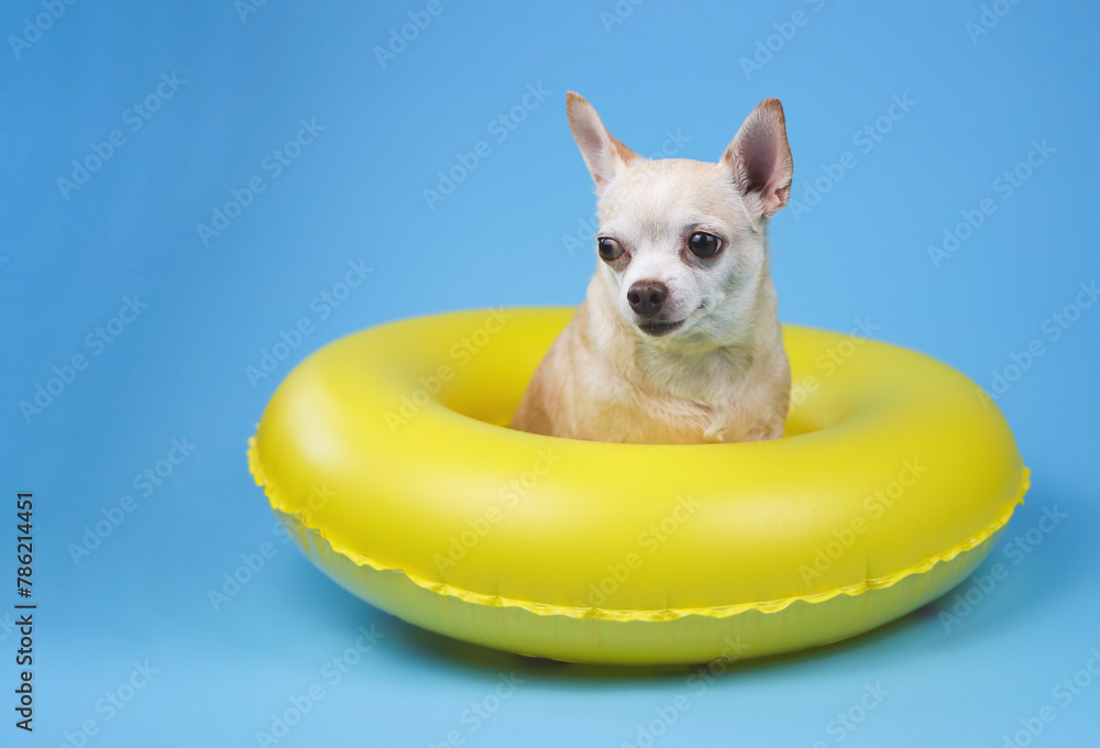 cute brown short hair chihuahua dog  sitting in yellow  swimming ring, isolated on blue background.