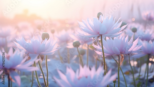 lotus flowers in nature  delicate pastel morning background pink and blue shades of tenderness and beauty of nature. fictional graphics