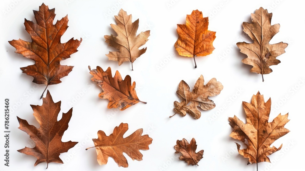 Autumn oak leaves collection on white background Bundle of dried oak leaves for design purposes Autumn oak leaves collection on white background Bundle of dried oak leaves for design purposes