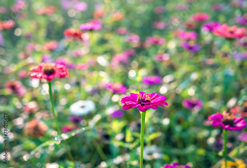 Beautiful purple gerbera flowers at cosmos field in moring sunlight. amazing of gerbera flower field landscape. nature gerbera flower background.