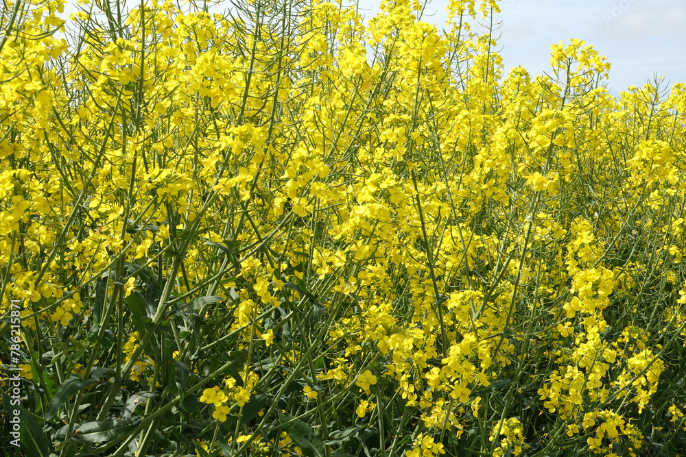 Champ de colza en fleurs dans la campagne Champ de colza en fleurs dans la campagne