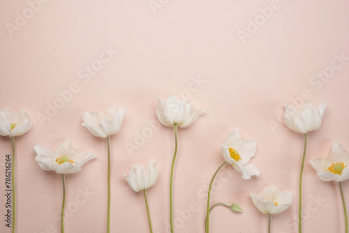 White flowers anemone on a beige background with space for text. Top view, flat lay. Space for text.