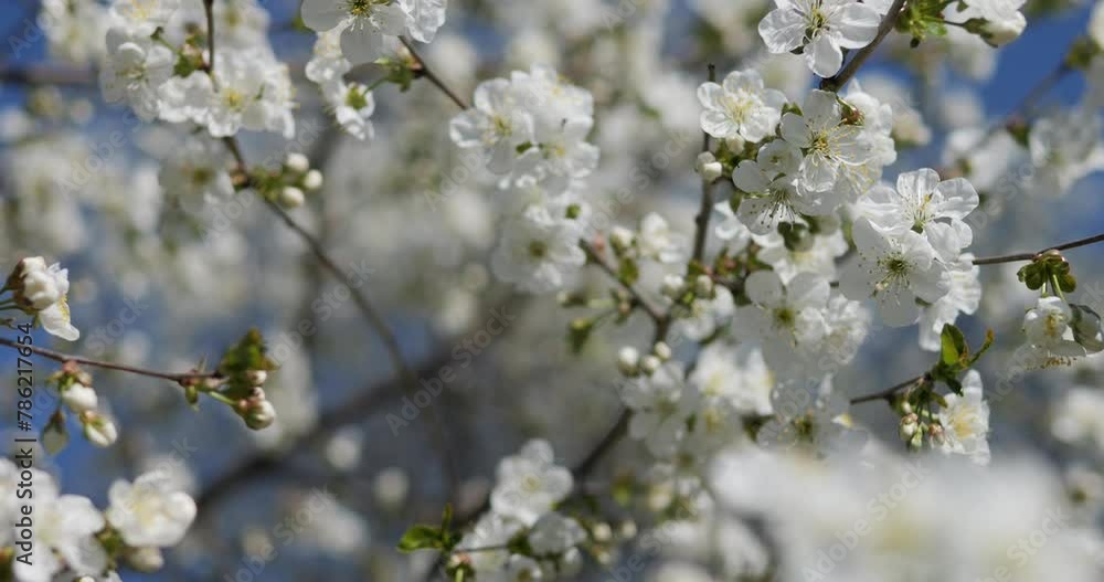 White flowers of blooming cherry tree on branches. In the spring, the fruit trees in the garden bloomed. Beautiful white flower on the background of the blue sky. White flowers of blooming cherry tree on branches. In the spring, the fruit trees in the garden bloomed. Beautiful white flower on the background of the blue sky.