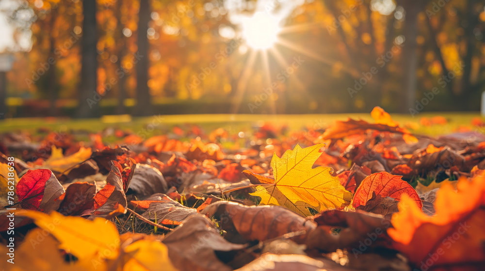 collection of colorful autumn leaves scattered on the ground in a peaceful park setting