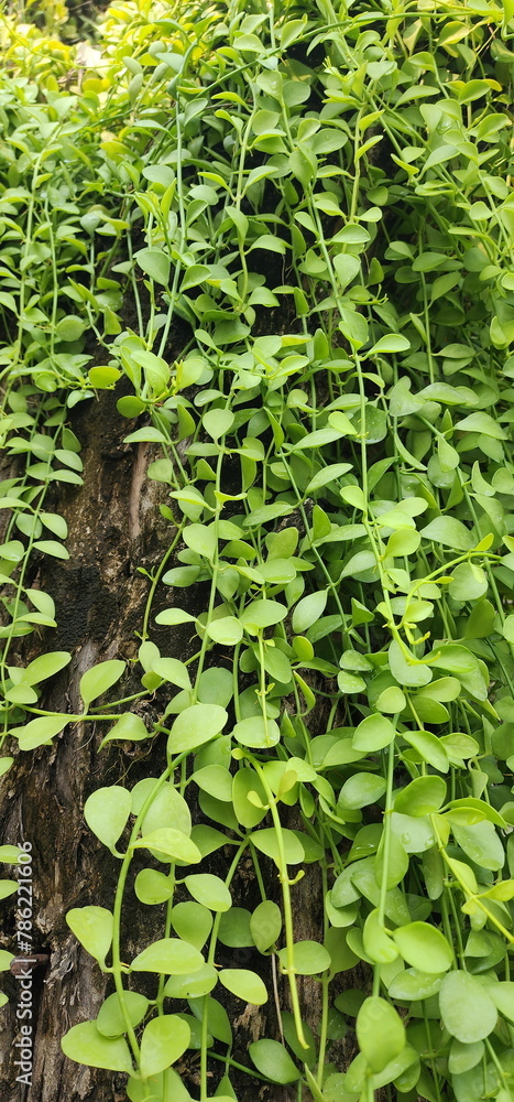 Dischidia is a small creeping plant that climbs on the branches of large trees in the garden. String of nickels creeping. Succulent leaves, oval shape, rounded tips, serrated bases, light green leaf.
Dischidia is a small creeping plant that climbs on the branches of large trees in the garden. String of nickels creeping. Succulent leaves, oval shape, rounded tips, serrated bases, light green leaf.