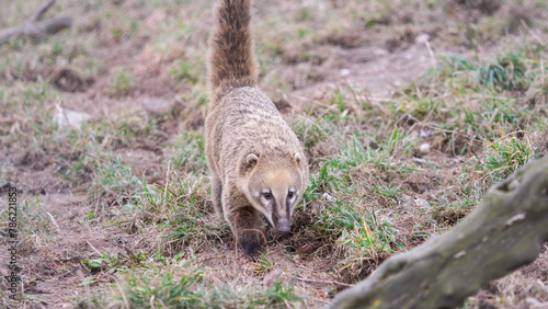 South American ring-tailed coati (Nasua nasua) digging for food in the ground