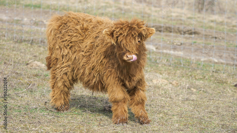 Cute little furry Scottish highland calf Cute little furry Scottish highland calf