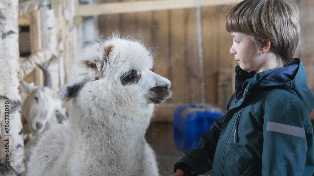Kid and alpaca talking as best friends Kid and alpaca talking as best friends