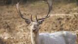 Fallow deer stag (Dama dama) male portrait in the wild