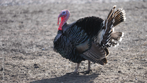 Turkey bird male gobbling in the farm yard