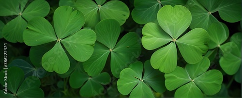 Clover Leaf Top View Of A Real On Green Shamrock Field Background