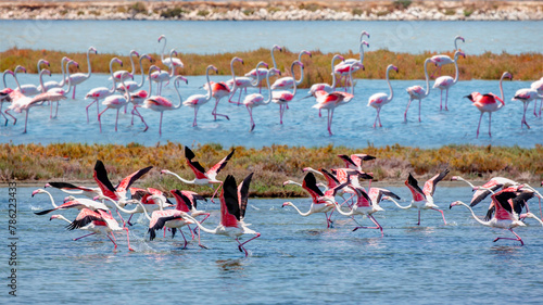 Goksu bird paradise National Park - Silifke, Mersin