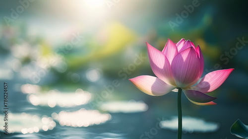 Lotus flower stands tall  its petals aglow with the warm backlight of the setting sun over a serene pond
