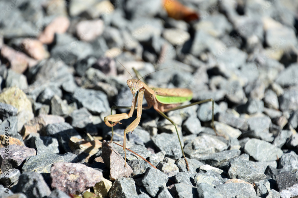 Lovely Look at a Grasshopper on Stones Lovely Look at a Grasshopper on Stones