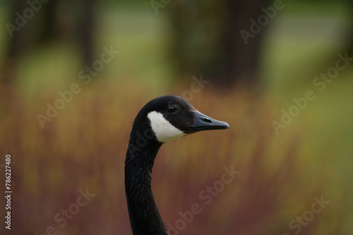 Canada goose head closeup