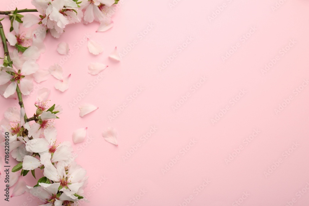 Spring branch with beautiful blossoms, petals and leaves on pink background, top view. Space for text