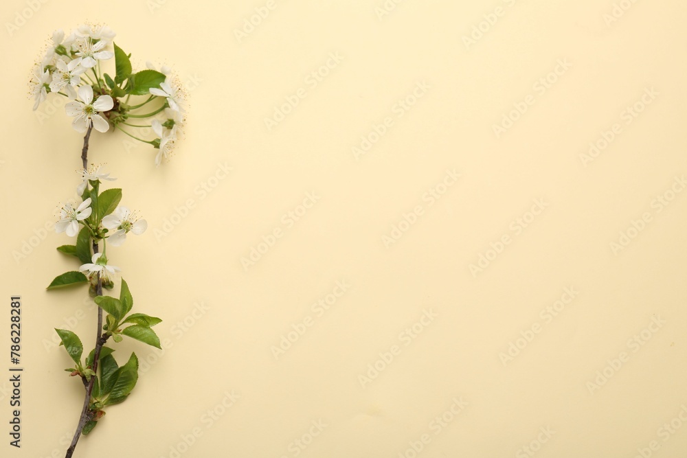 Naklejka premium Spring tree branch with beautiful blossoms on beige background, top view. Space for text