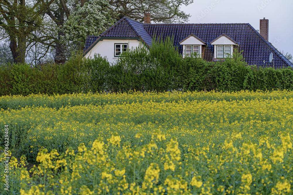 house in the field field of rapeseed house in the field field of rapeseed