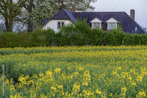 house in the field field of rapeseed