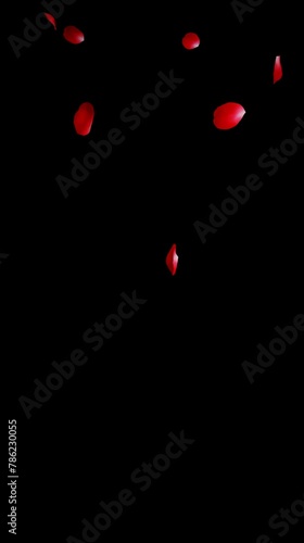 Rose petals falling gracefully from above, alpha channel, vertical video