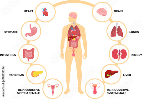 Human body anatomy, medical infographic vector illustration of male and female organs