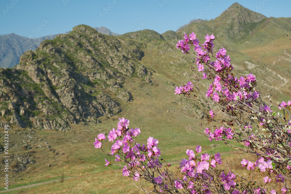 Obraz premium Rhododendron dauricum flowers with background of mountain slopes and blue sky.