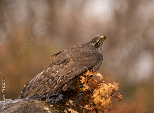 goshawk protectting its food at forest
