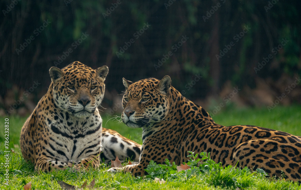 Leopard courting a female to impregnate her
