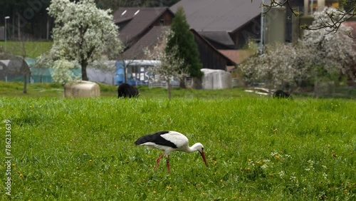 A stork looks for food on a farm in a green meadow. He catches earthworms and eats them. photo