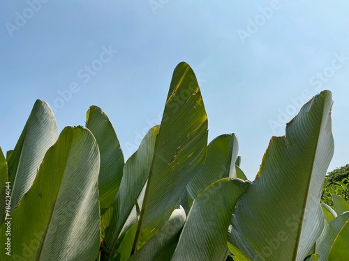 tropical broad leaf against blue sky