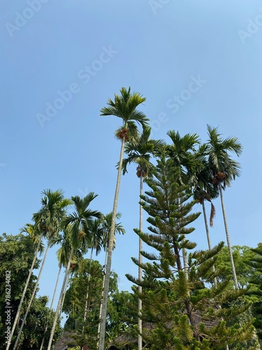 Lipstick Palm Trees