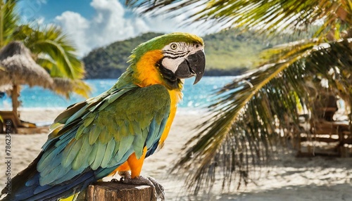 blue and yellow macaw parrot, bird, macaw, animal, blue, yellow