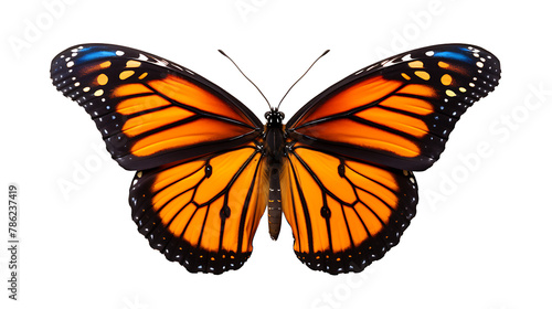 Beautiful monarch butterfly isolated on white 