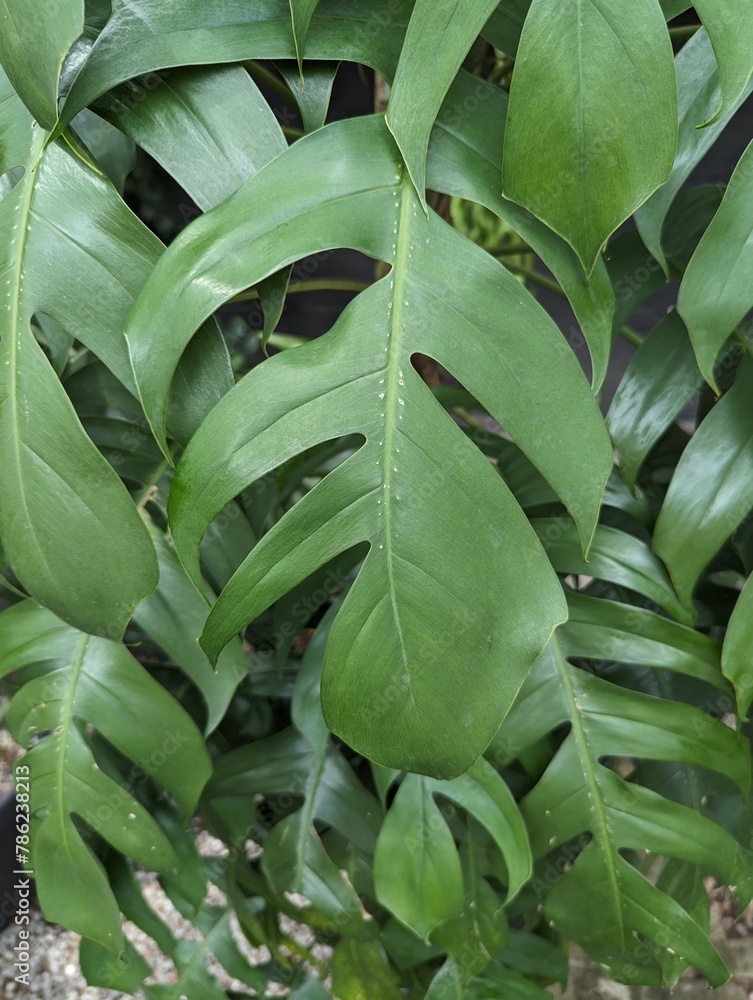 Pinnatifid leaves of dragon-tail plant (Epipremnum pinnatum) Stock ...