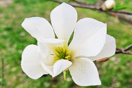 Blooming magnolia tree with beautiful white flower in the spring © Gelia