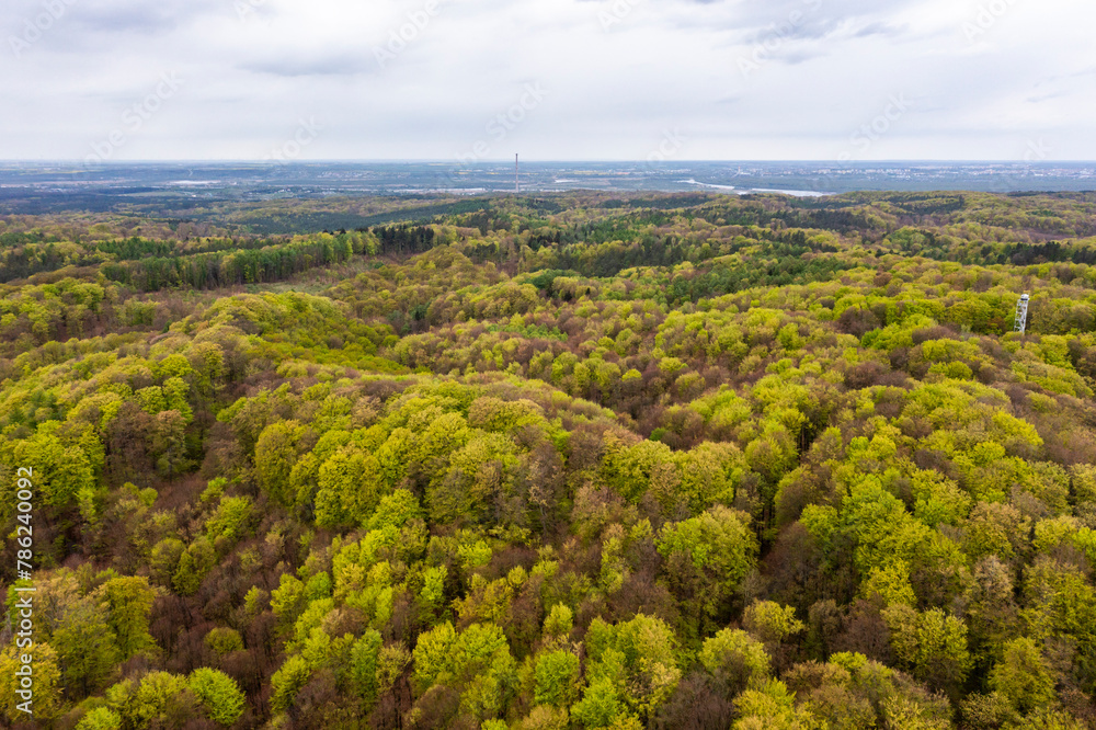 Fototapeta premium Beautiful spring forest landscape, fresh green leaves on trees in spring, view from drone.