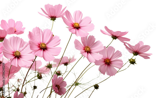 PNG Pink cosmos flowers outdoors blossom nature