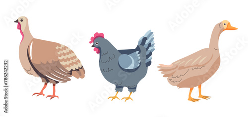 Domestic Poultry Vector Illustration