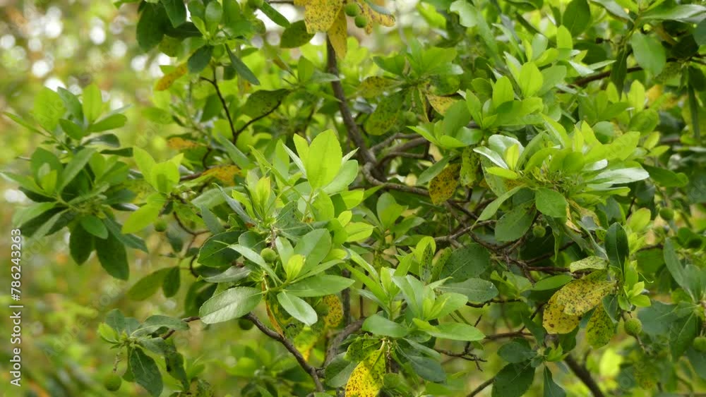 Arbutus unedo (strawberry tree) Arbutus unedo (strawberry tree)