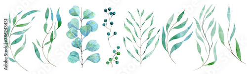 eucalyptus different branches drawn in watercolor for cards, holiday decoration