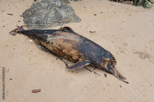 Dead porpoise on a beach on the Atlantic Ocean in France. photo